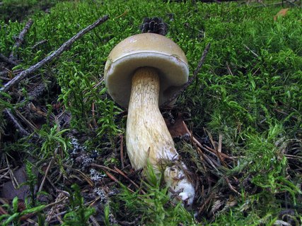 Tylopilus felleus