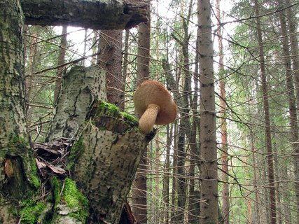 Tylopilus felleus