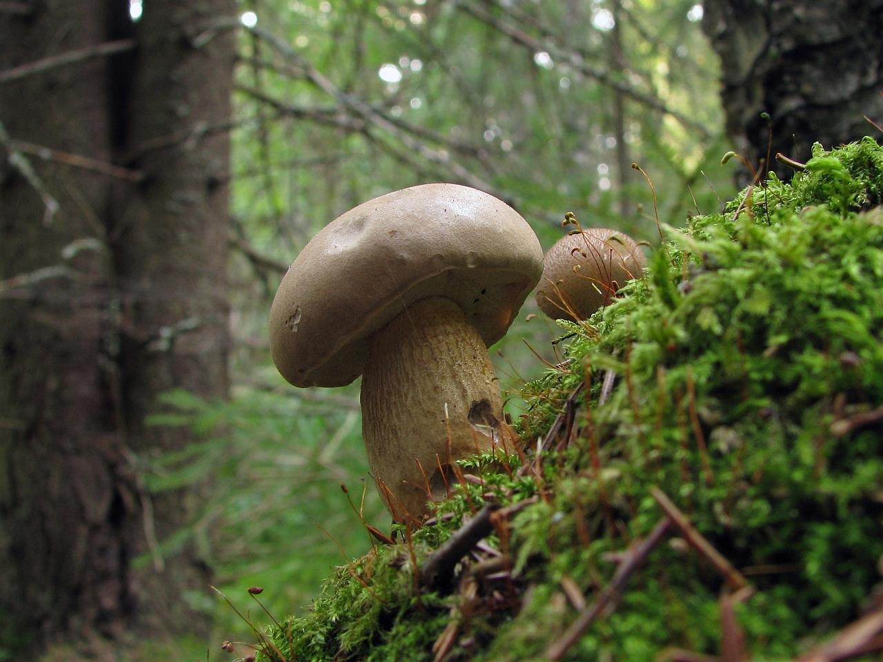 Tylopilus felleus