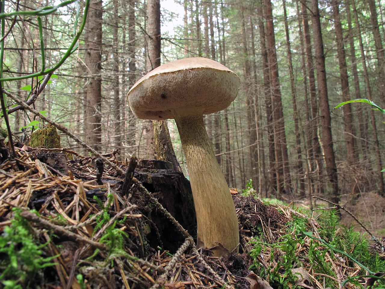Tylopilus felleus
