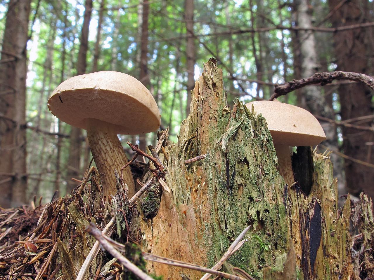 Tylopilus felleus