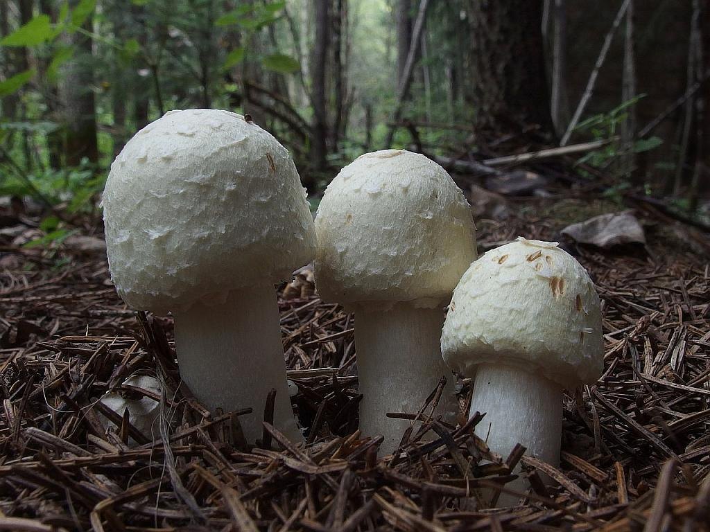 Agaricus