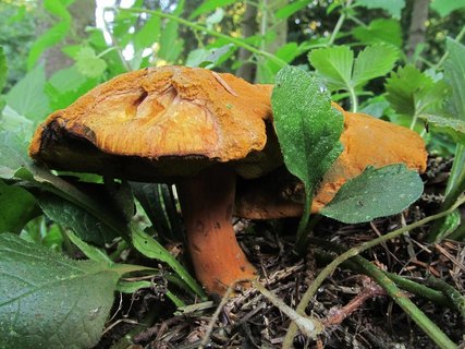 Buchwaldoboletus lignicola