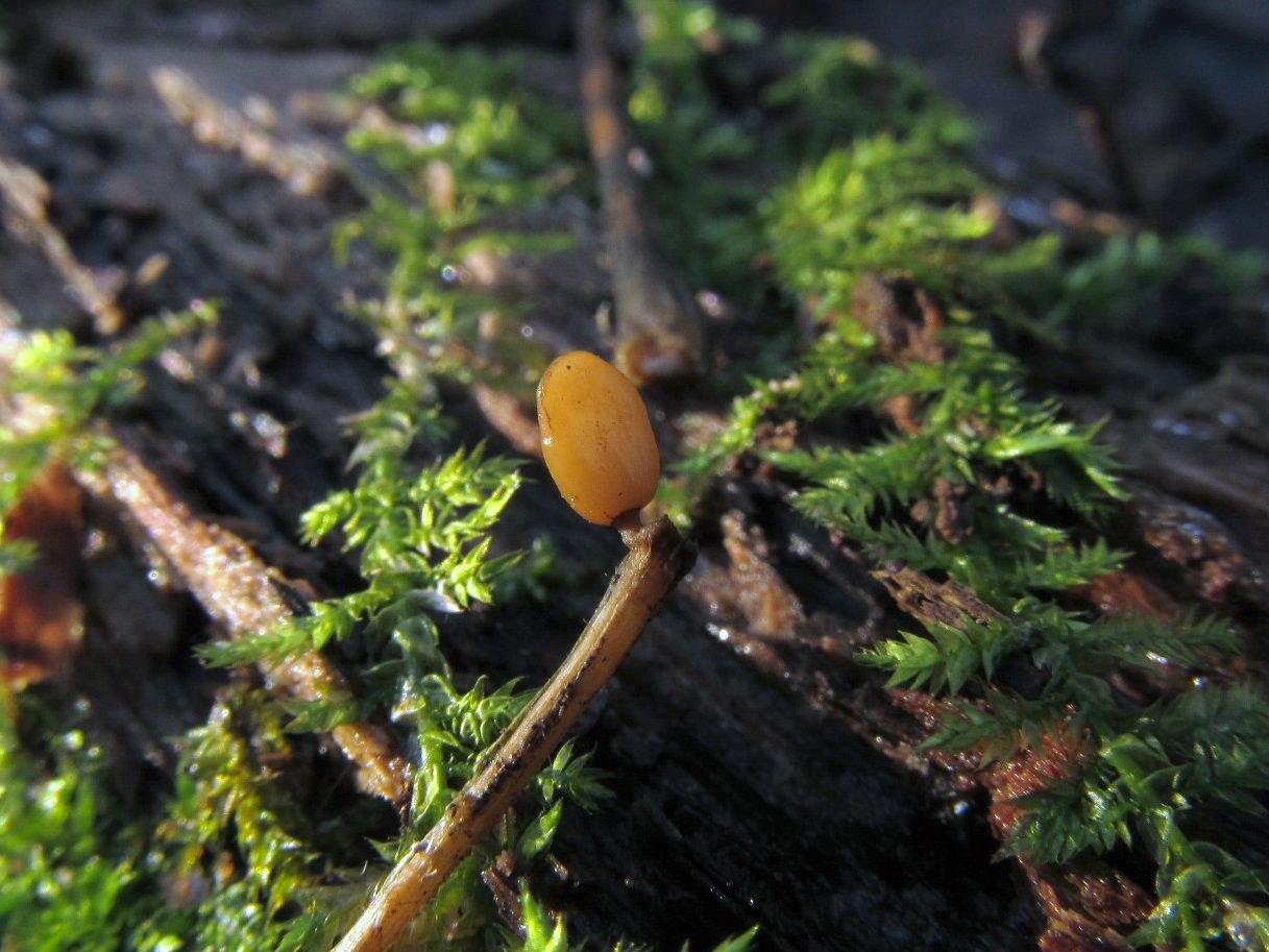 Typhula