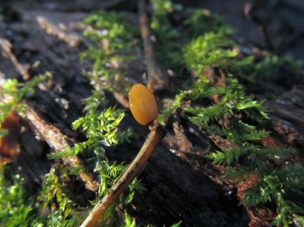 Typhula phacorhiza