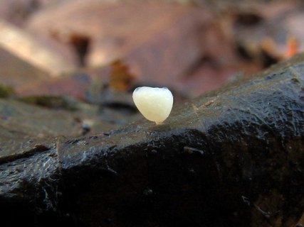 Typhula phacorhiza