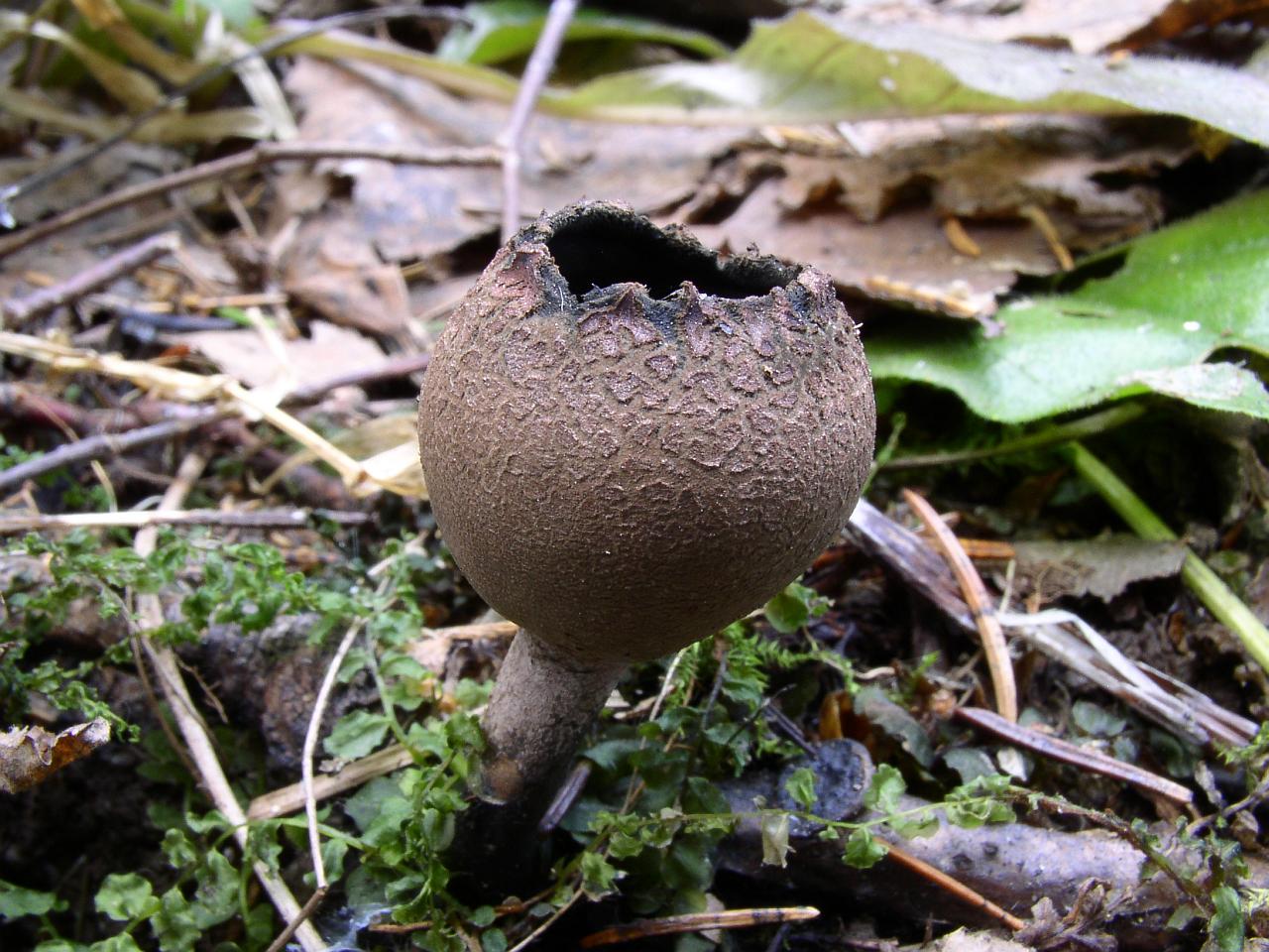 Urnula craterium