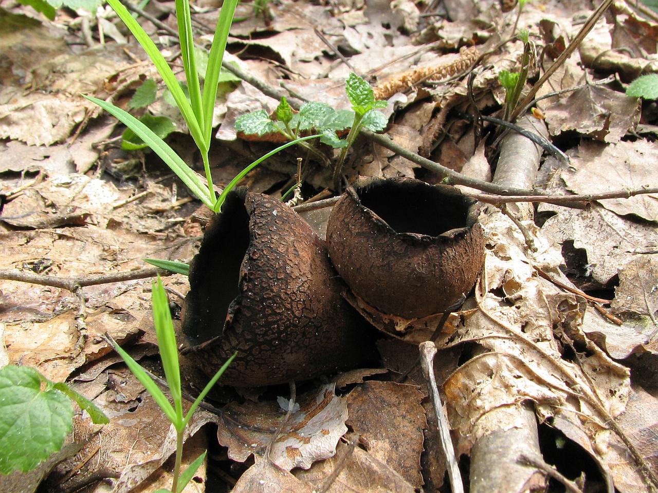 Urnula craterium
