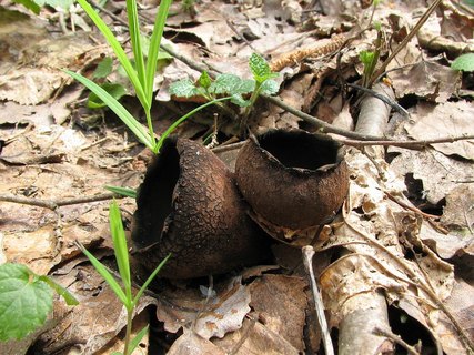 Urnula craterium