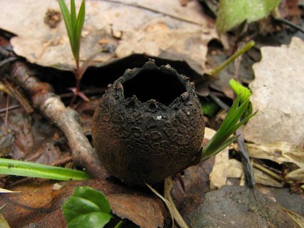 Urnula craterium