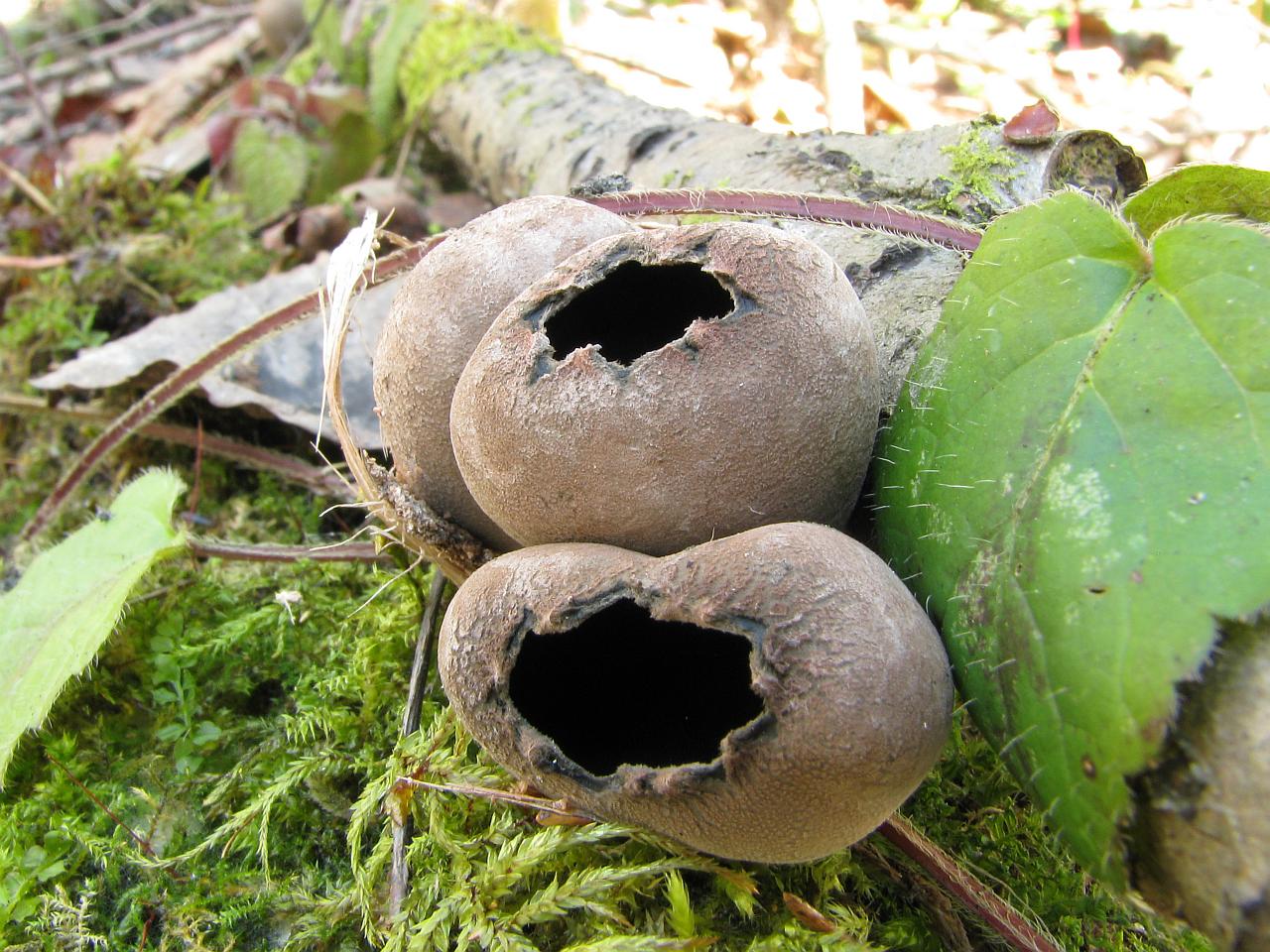 Urnula craterium