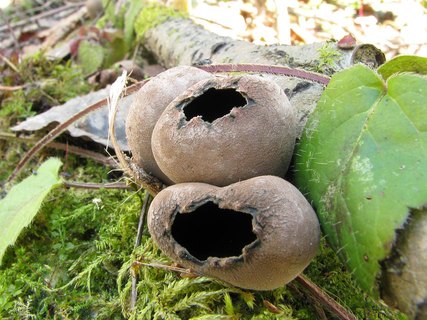 Urnula craterium