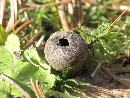 Urnula craterium