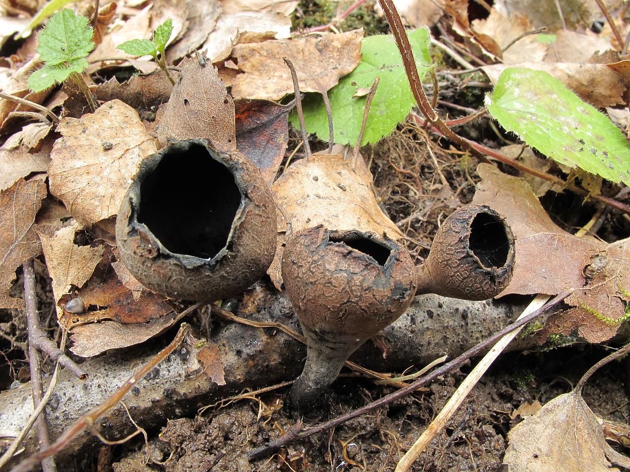 Urnula craterium