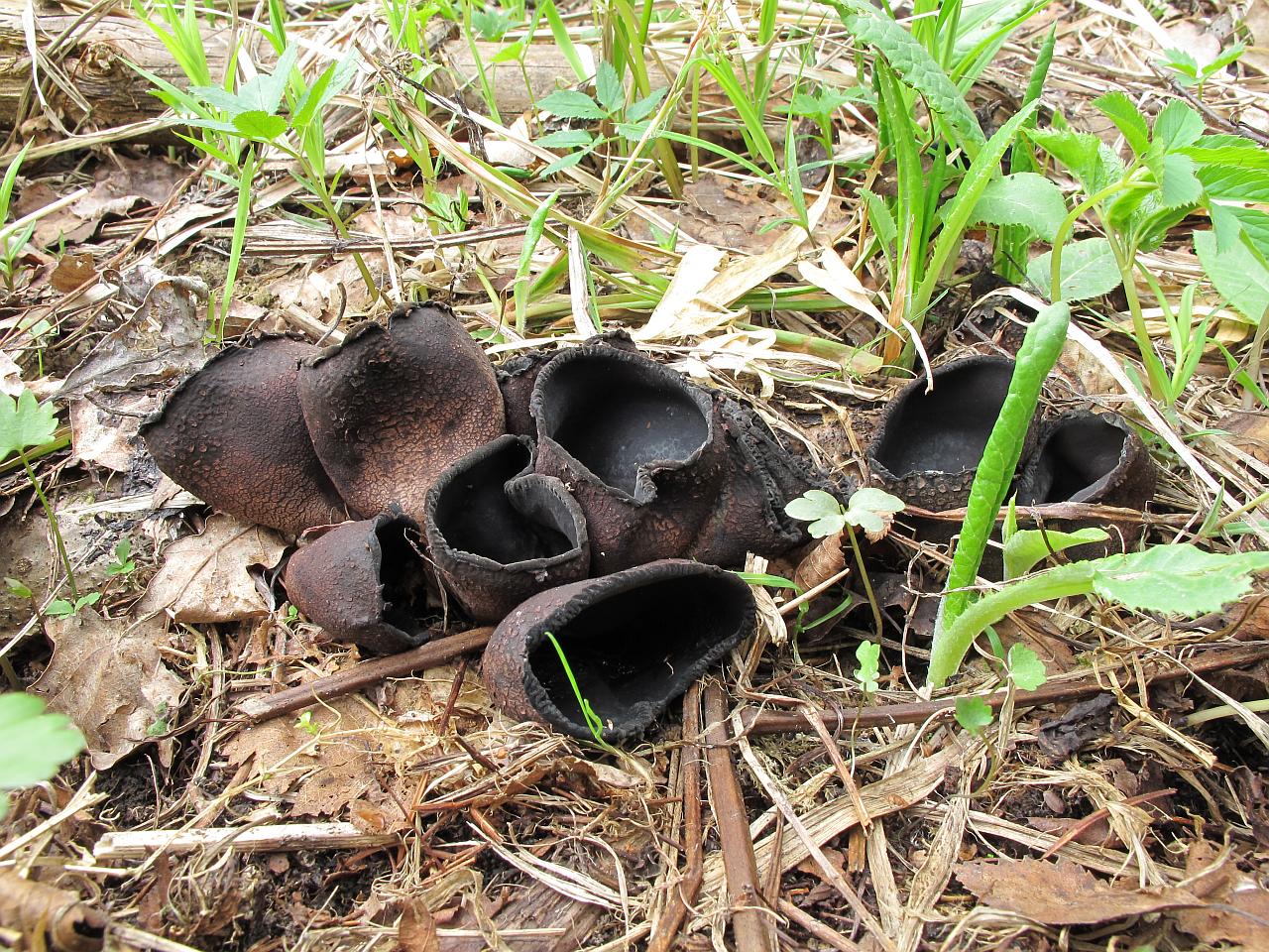 Urnula craterium