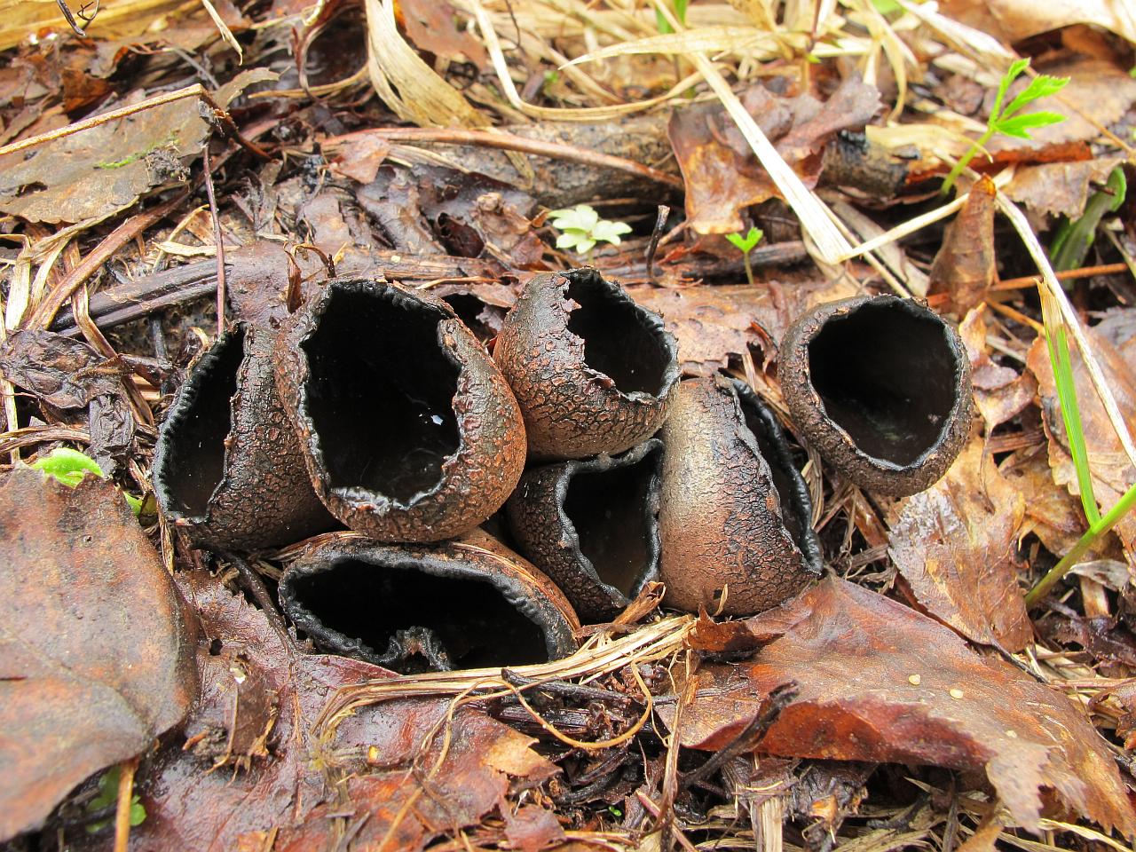 Urnula craterium