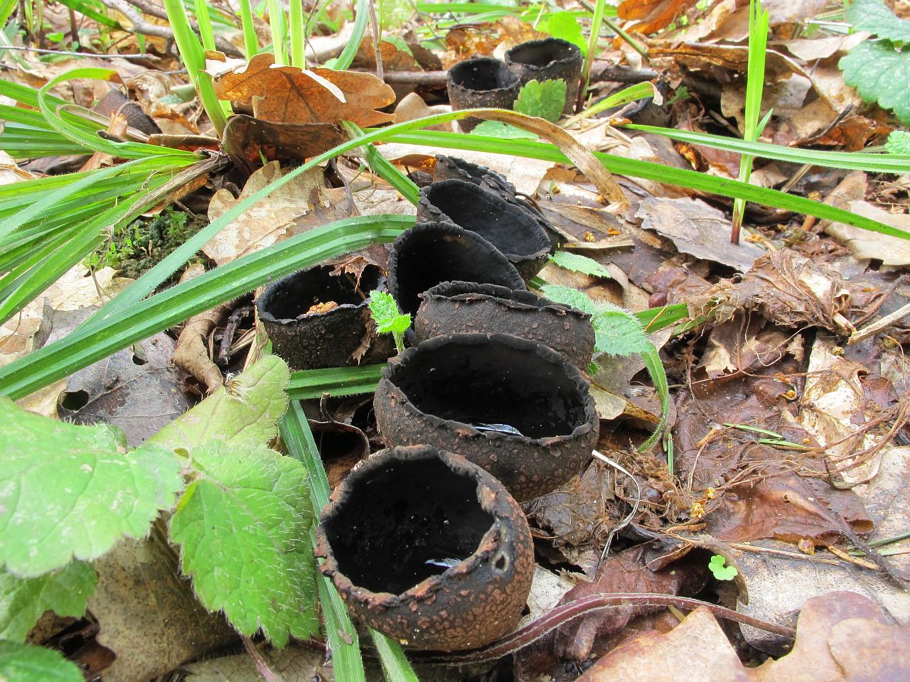 Urnula craterium