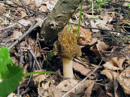 Verpa bohemica