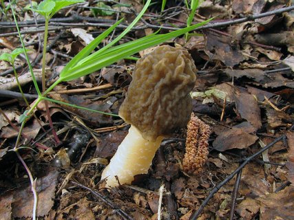 Verpa bohemica