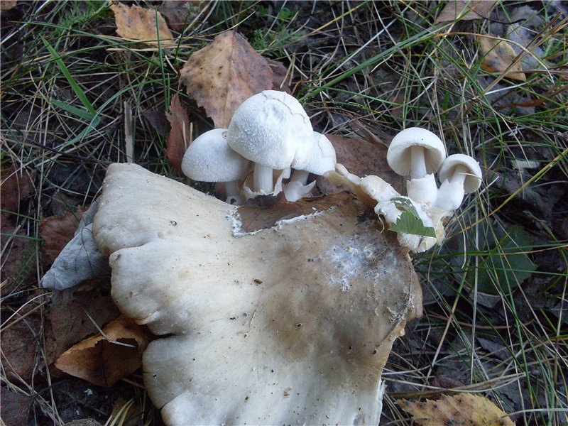 Volvariella
