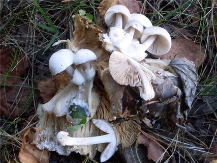 Volvariella surrecta
