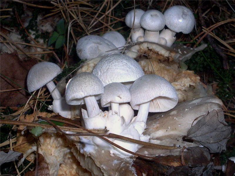 Volvariella surrecta