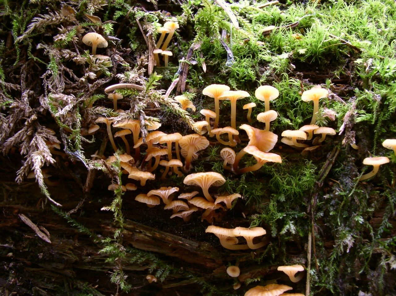 Xeromphalina campanella
