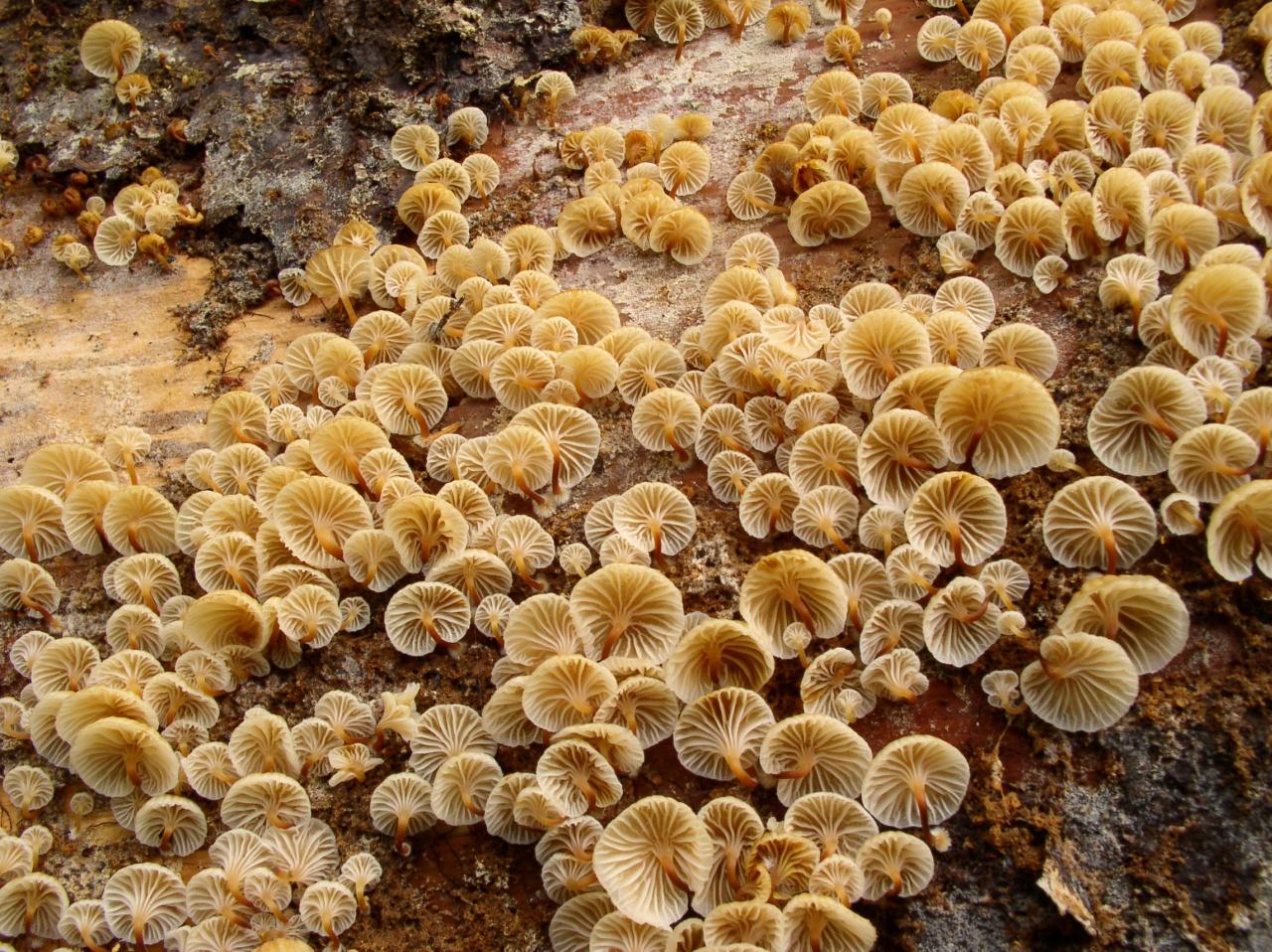 Xeromphalina campanella
