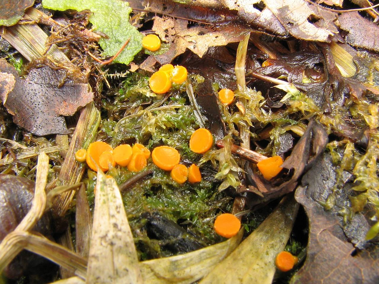Byssonectria