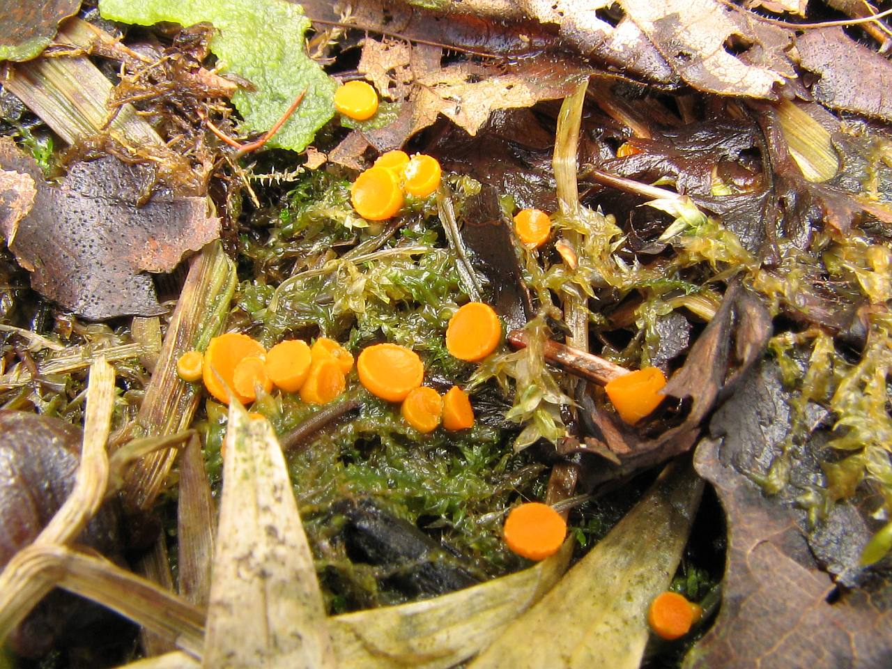 Byssonectria aggregata