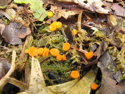 Byssonectria aggregata