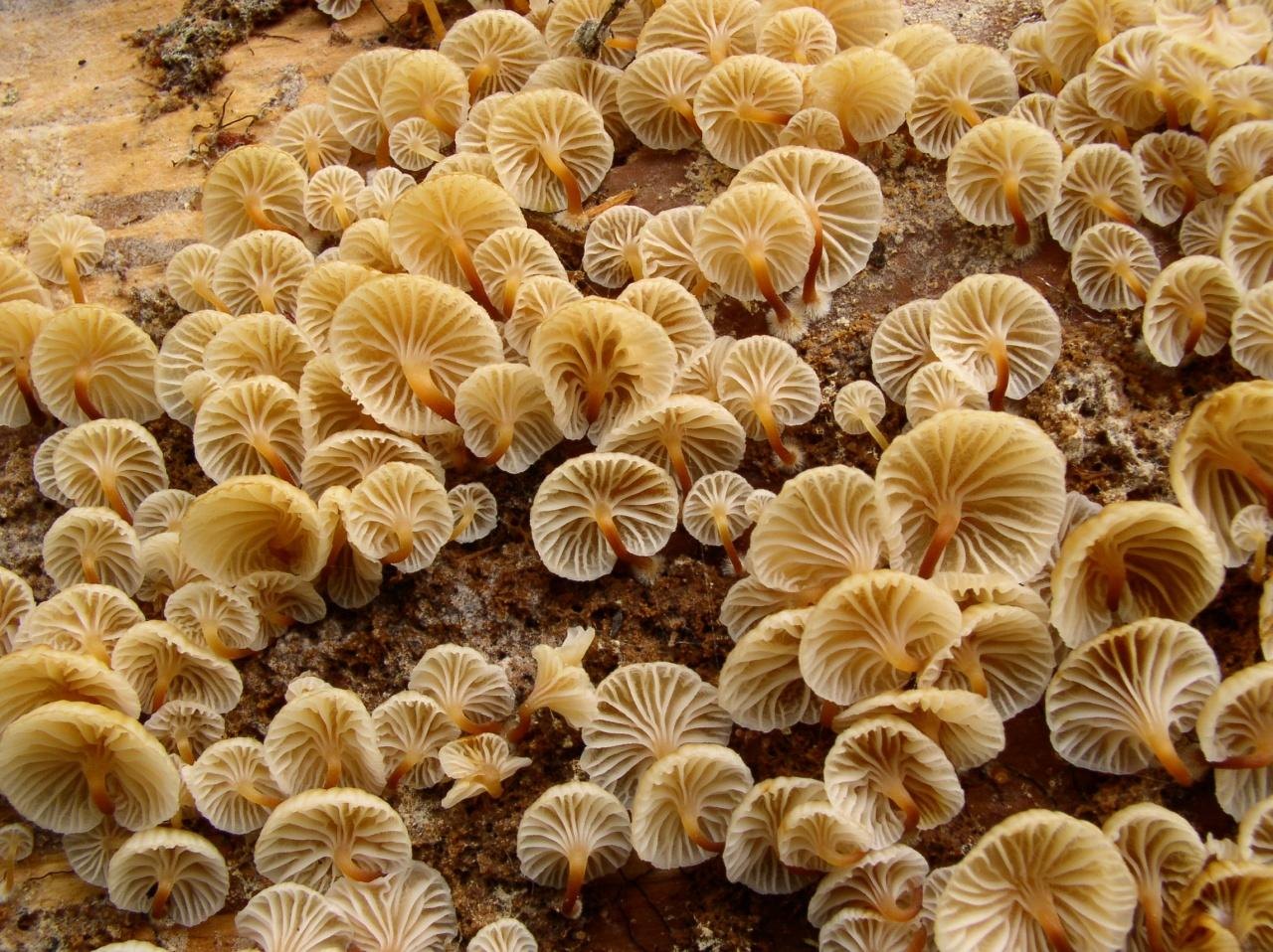 Xeromphalina campanella