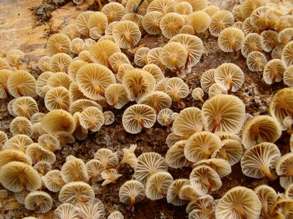 Xeromphalina campanella