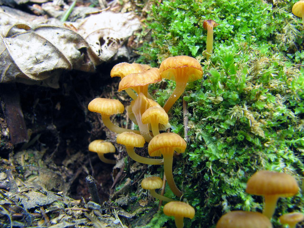 Xeromphalina campanella