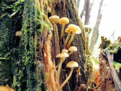 Xeromphalina campanella