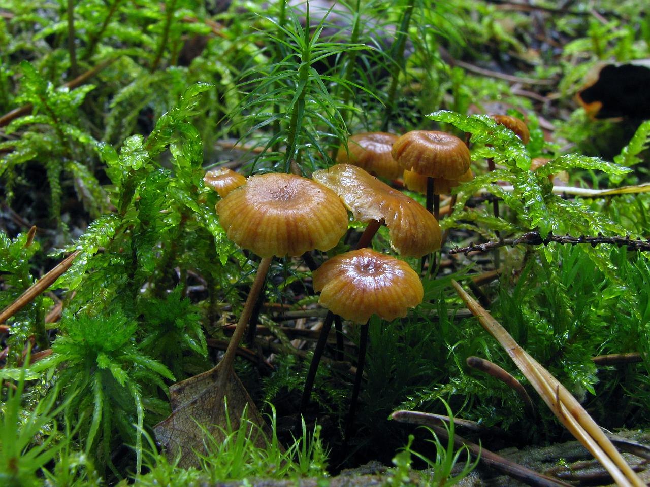 Xeromphalina cauticinalis