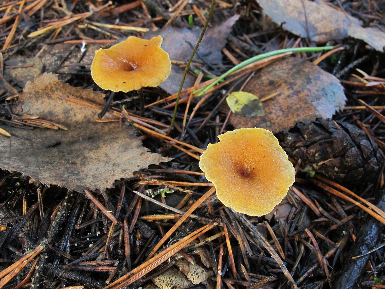 Xeromphalina cauticinalis