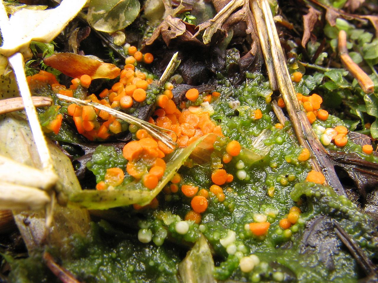 Byssonectria aggregata