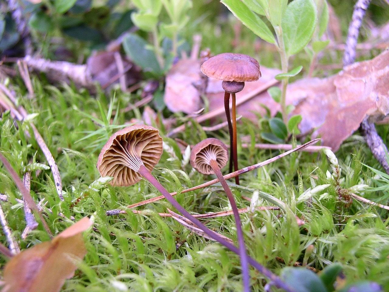 Xeromphalina cornui