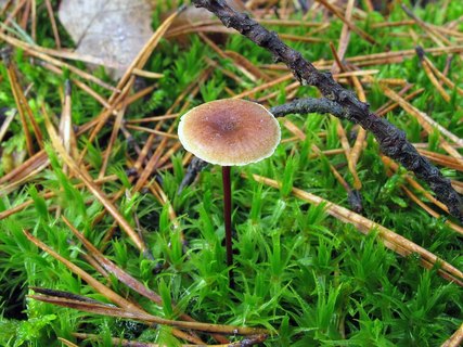 Xeromphalina cornui