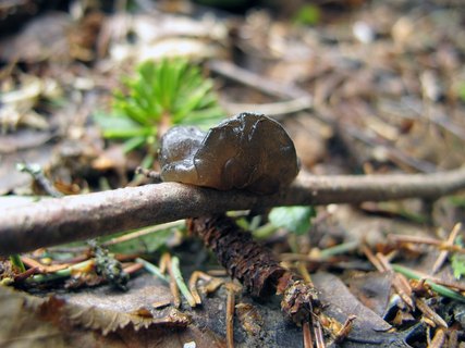 Exidia truncata
