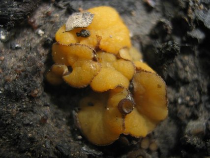 Anthracobia maurilabra