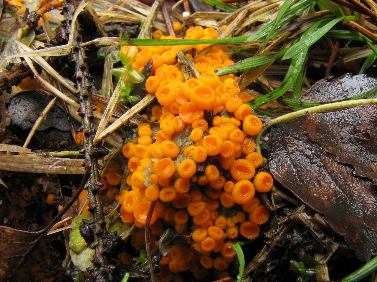 Byssonectria aggregata