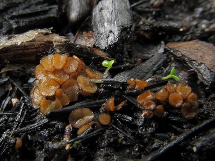 Anthracobia maurilabra