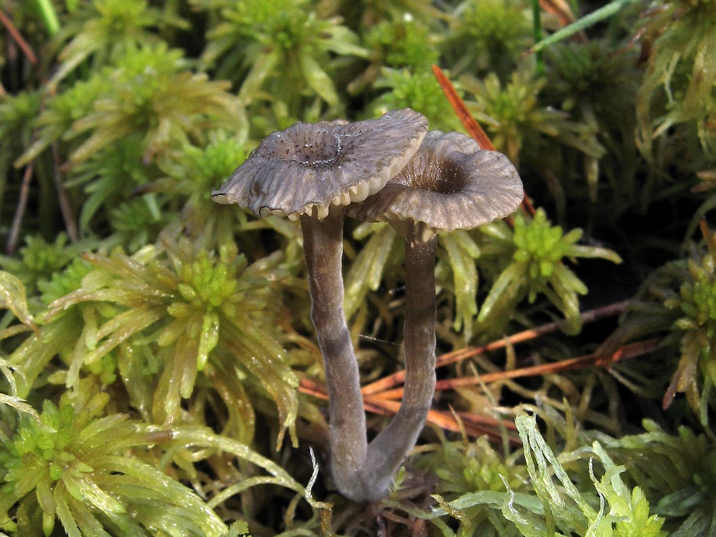 Arrhenia sphagnicola