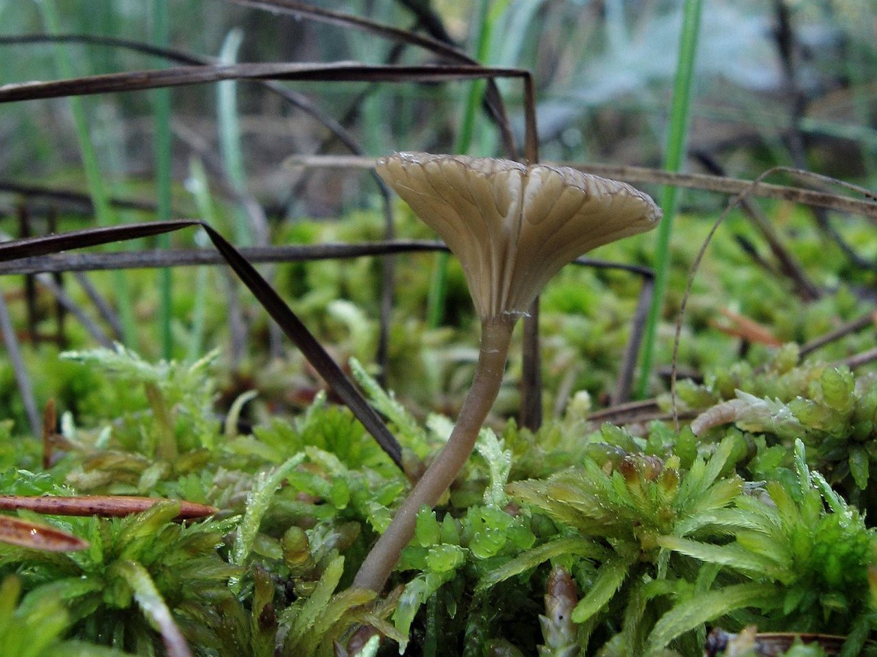 Arrhenia sphagnicola