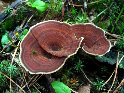 Coltricia perennis