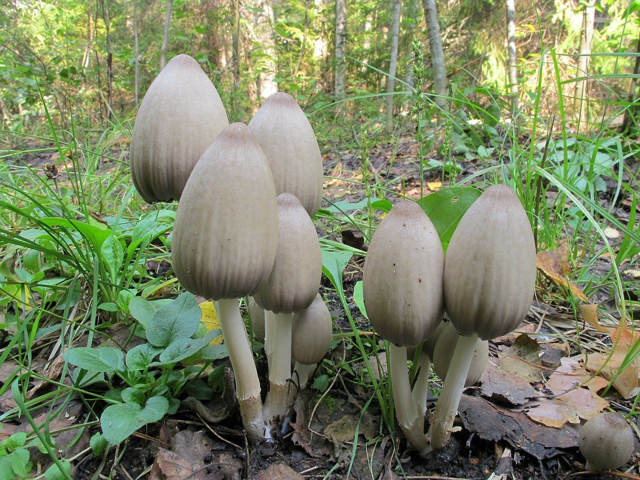 Coprinopsis acuminata