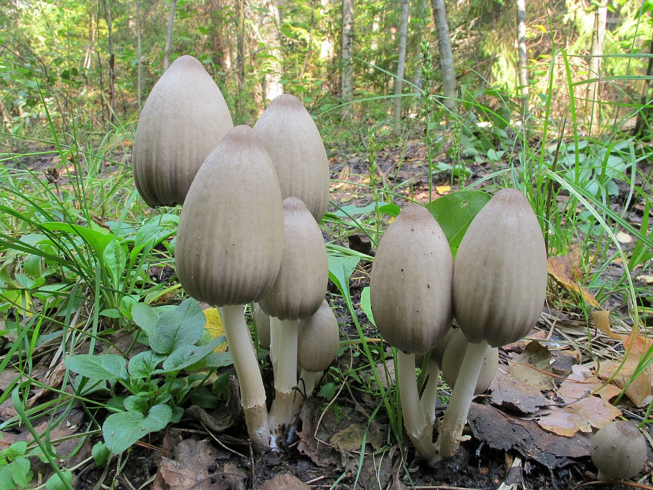 Coprinopsis acuminata