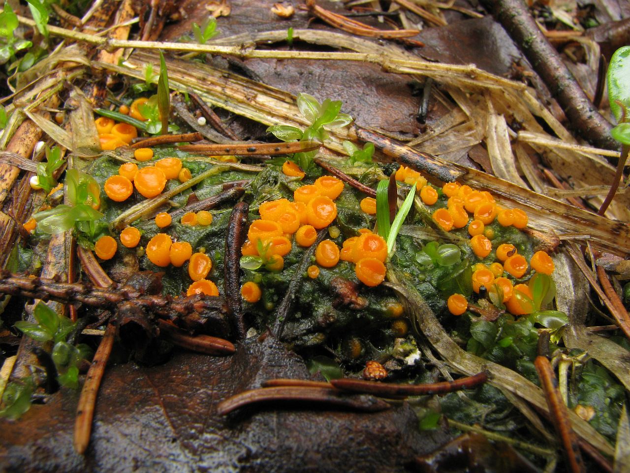 Byssonectria aggregata